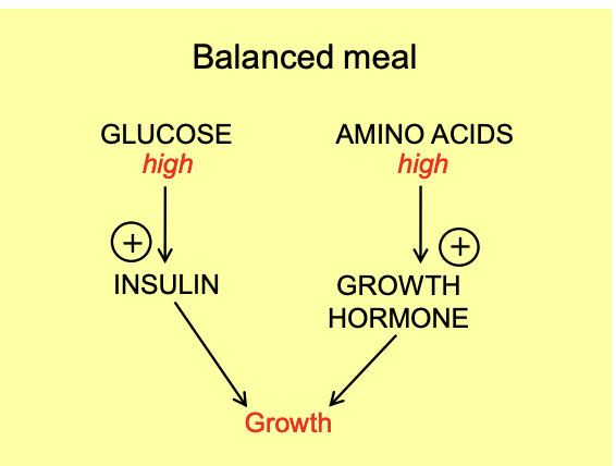 <ul><li><p>Released from the liver when fasting</p><ul><li><p>in response to elevated free fatty acids levels</p></li></ul></li><li><p>promotes <strong>‘growth hormone resistance’</strong></p><ul><li><p>e.g by reducing the amount of IGF-1 produced in reponse to GH</p></li></ul></li></ul><p></p>