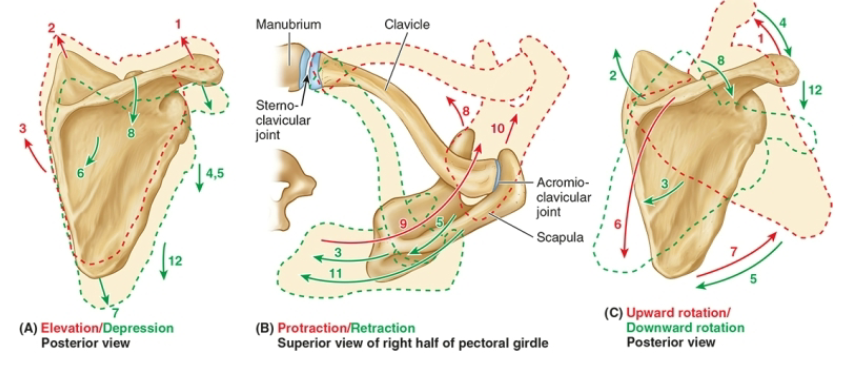 <ul><li><p><span>Elevation/Depression</span><br></p></li><li><p><span>Protraction/Retraction</span><br></p></li><li><p><span>Upward/Downward Rotation</span><br></p></li><li><p><span>Anterior/Posterior Tilt, Internal/External Rotation (subtle but important)</span></p></li></ul><p></p>