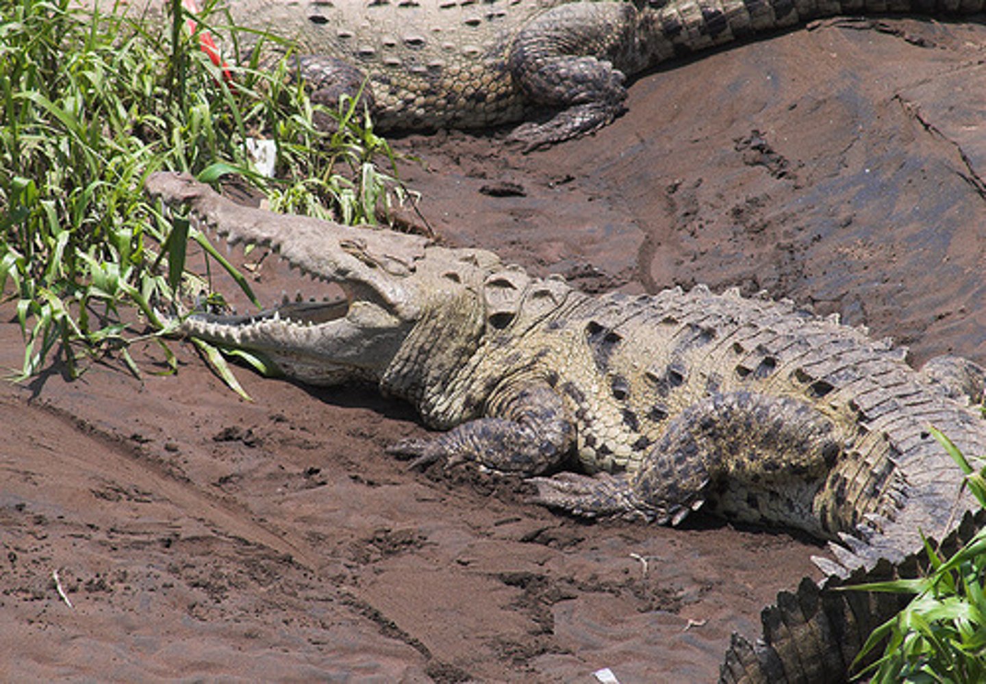 <p>Crocodylus acutus</p><p>Order: Crocodilia</p><p>Family: Crocodylidae</p>