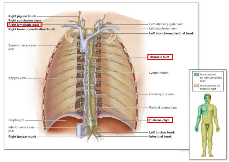 <p>Lymph delivered into one of two large ducts:</p><p>- Right lymphatic duct drains right upper arm and right side of head and thorax</p><p>- Thoracic Duct arises as cisterna chyli; drains rest of body.</p><p>- Ducts empty into junction of internal jugular and subclavians, which drain to brachiocephalic veins and then to superior vena cava</p>