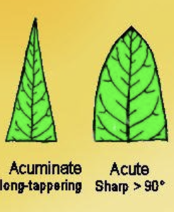 <p>long, thin point</p>