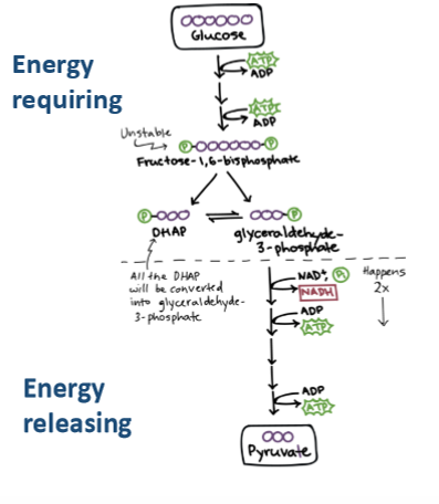 <p>1) Energy-requiring phase (preparatory phase)</p><p>2) Energy-releasing phase (payoff phase)</p><p></p>