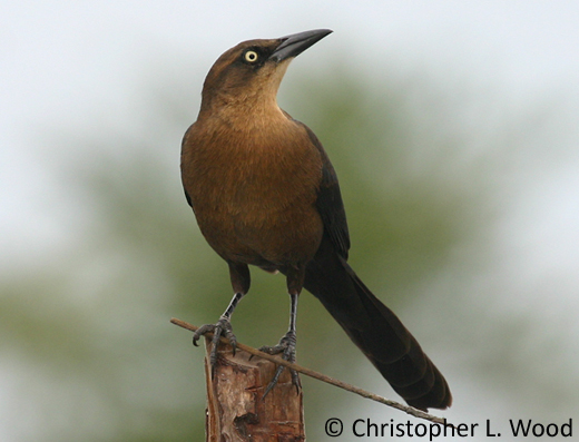 <p><em>Great-tailed </em>Grackle</p><p>(<span data-name="female" data-type="emoji">♀</span> pictured here)</p>