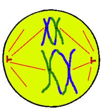 <p>M - middle</p><ul><li><p>chromosomes moved/align in middle IN PAIRS due to microtubules/spindle fibers</p></li></ul><p></p>