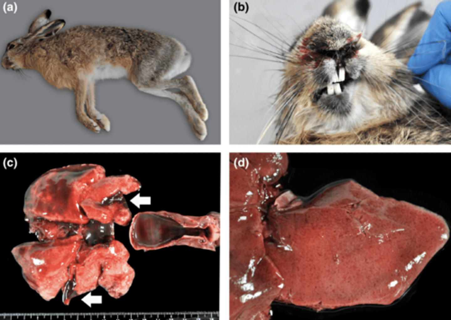 <p>On a rabbit necropsy you see nasal hemorrhages, pulmonary congestion, edema, and zonal necrosis of the liver. What viral disease is this most likely?</p>