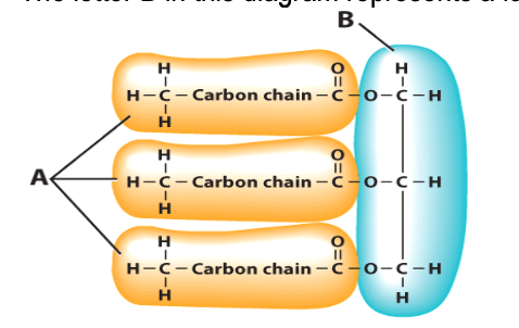 <p>True or false: The letter B in this diagram represents a fatty acid molecule.</p><p></p><p>True</p><p>False</p><p></p><p>What does A represent?</p>