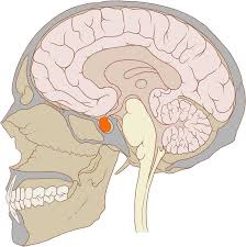 <p>the major endocrine gland, important in controlling growth and development and the functioning of other endocrine glands </p>