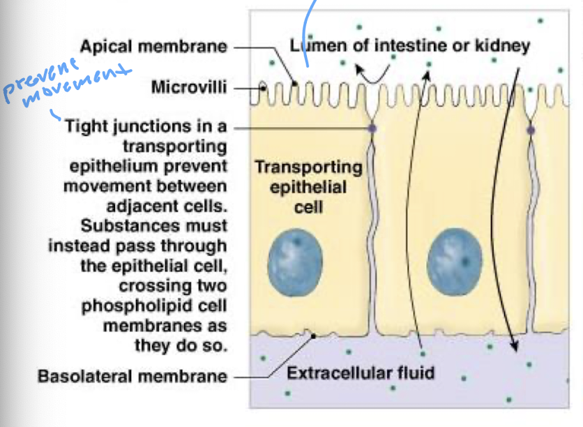 <p>transporting epithelia selectively move substances between a lumen and the ECF</p>