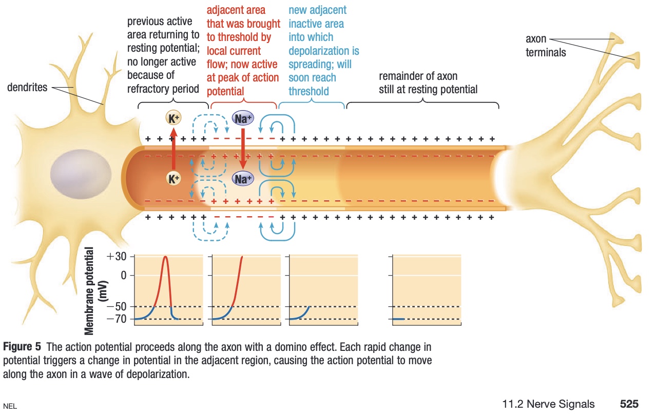 <p>action potential</p>