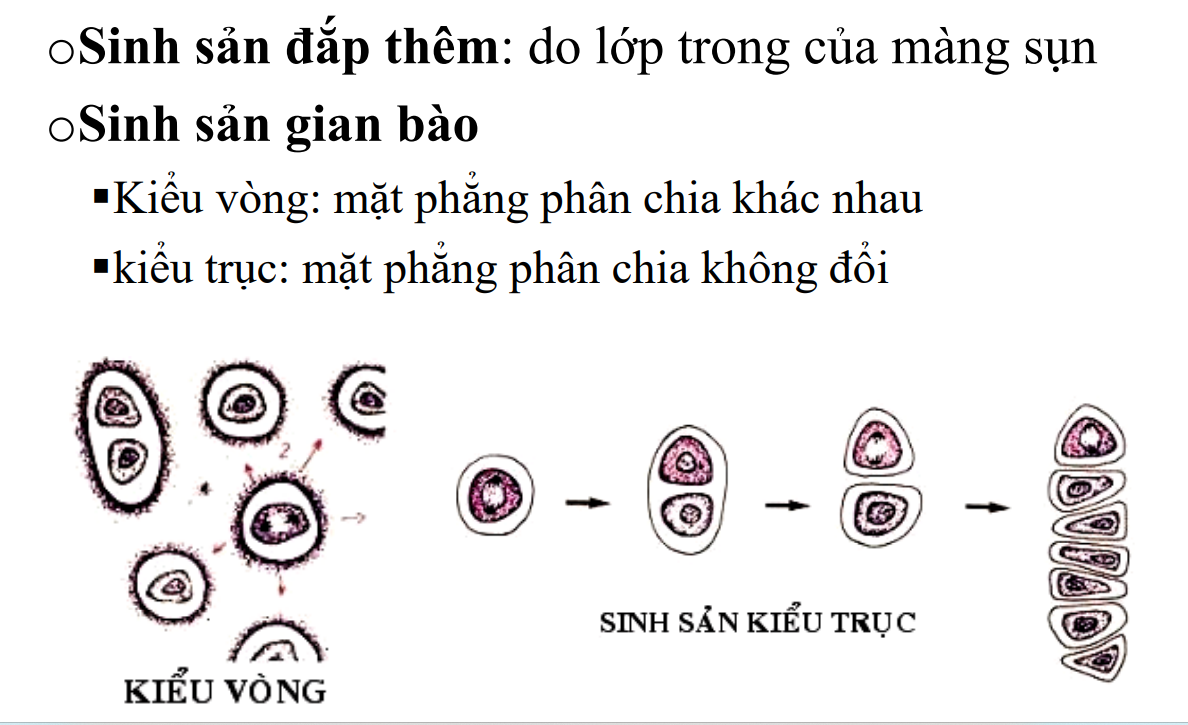 <p>Sinh sản kiểu đắp thêm→do lớp TB trung mô màng sụn→nguyên bào sụn tạo chất nền sụn rồi vùi vào</p><p>Sinh sản kiểu gian bào:</p><p>-Sinh sản kiểu vòng→mỗi lần phân đôi theo mặt phẳng phân chia khác nhau→vòng TB sụn</p><p>-Sinh sản kiểu trụ→phân đôi theo 1 mặt phẳng phân chia duy nhất→một hàng TB</p>