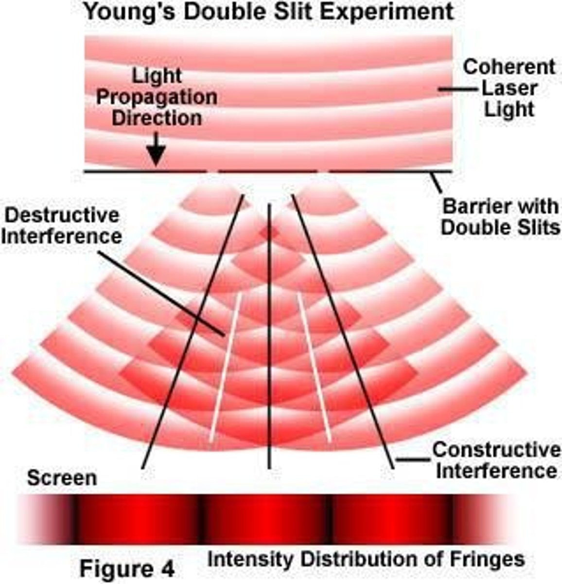 <p>Young's double slit experiment, which shows bright and dark fringes due to interference.</p>