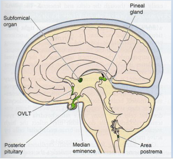 <p>Circumventricular</p><p></p><p><span>• A few small, special brain regions do</span><br><span>contain fenestrated capillaries . . .</span><br><span>specialized for detecting toxins,</span><br><span>hormones, etc.</span><br><span>– Circumventricular organs (on brain midline, adjacent to ventricles)</span></p><p></p><p><br></p>
