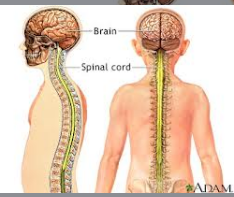 <p>Nervous System</p>