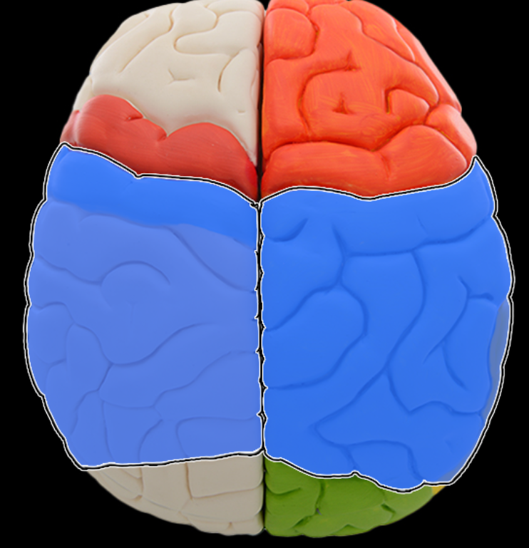 <p>Parietal lobe</p>