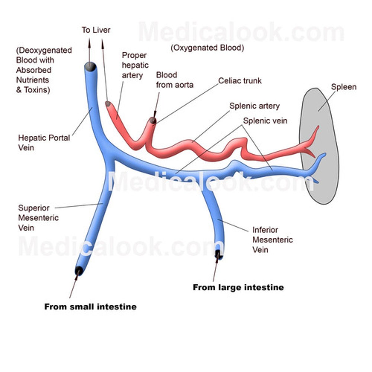 <p>all veins that drain blood from the abdominal digestive track, the spleen, pancreas, and gall bladder</p>