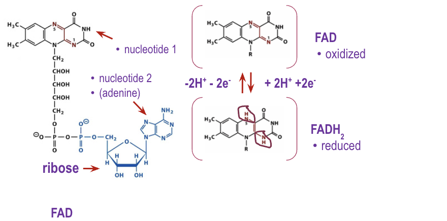 <ul><li><p>A biological electron carrier</p></li><li><p>Derived from Vitamin B<sub>2</sub></p></li><li><p>Carries H+ and e- to electron transport system where they are used to produce ATP</p></li><li><p>Easily reduced to FADH<sub>2</sub> and oxidized to FAD<sup> </sup>releasing energy</p></li><li><p>FADH<sub>2</sub> → FAD + 2H<sup>+</sup> + 2e<sup>-</sup></p></li></ul><p></p>