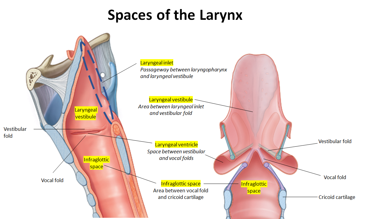 <p>What are the<strong> key spaces</strong> of the <strong>larynx?</strong></p>