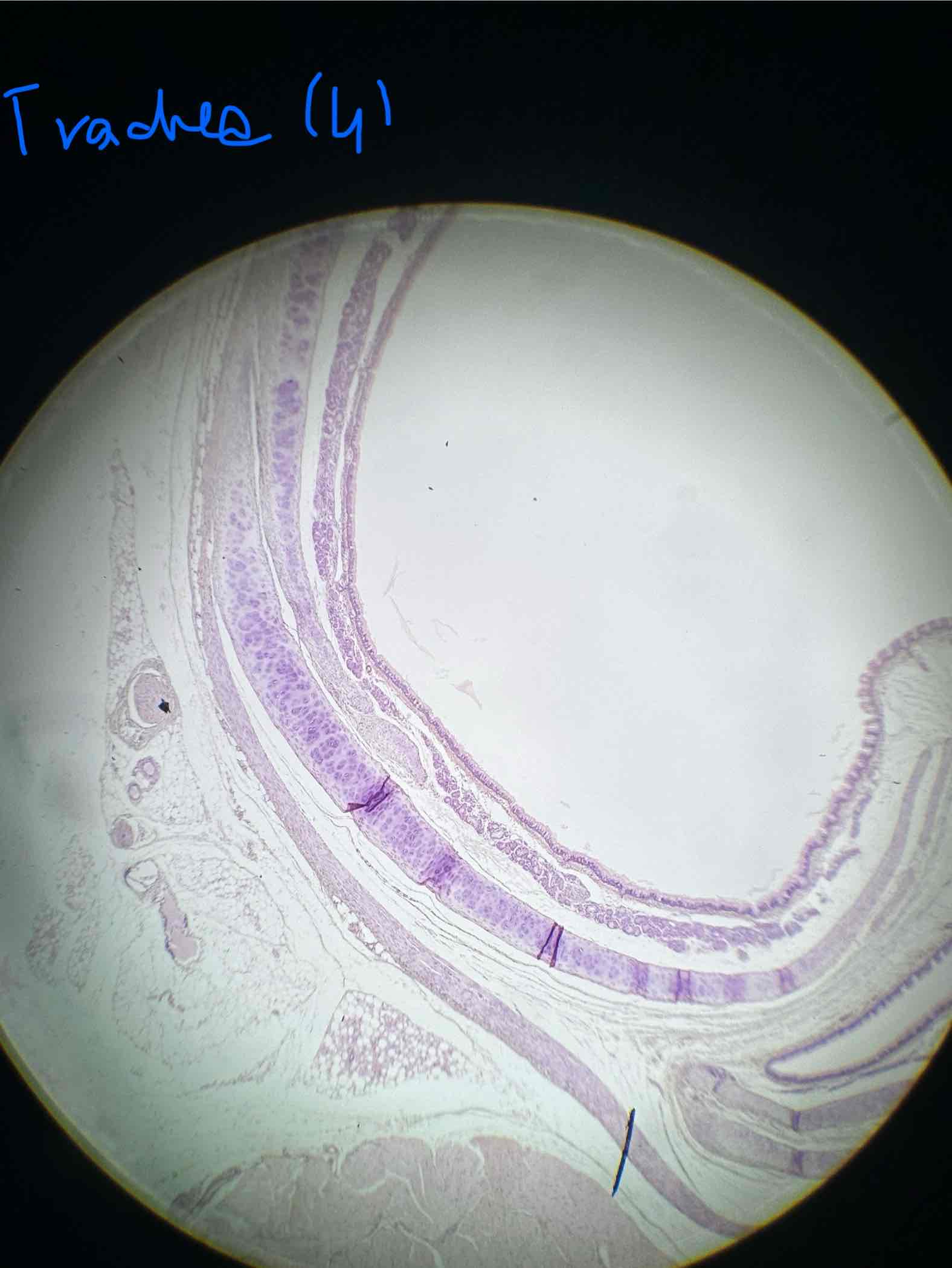 term image