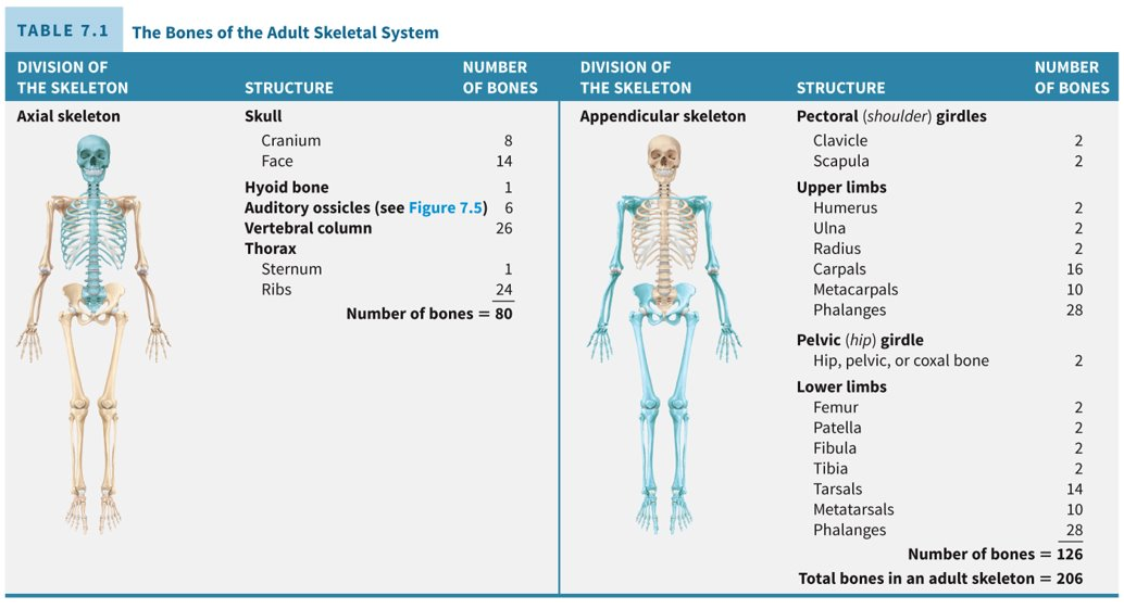 <p>two hundred and six; eighty in the axial skeleton and one hundred and six in the appendicular skeleton</p>