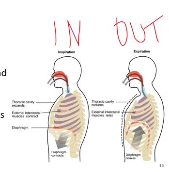 <p>•When muscles contract in the chest wall the chest expands - _______</p><p>•Diaphragm is contracted downward and the thoracic cavity is large</p>