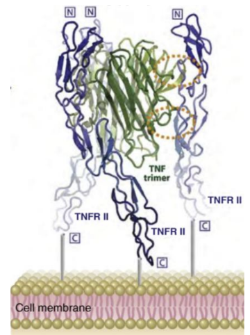 <ol><li><p>TNFSFR1<u>A</u> (TNFR1) :&nbsp;Engagement <strong>can mediate apoptosis or inflammation</strong> <mark data-color="red" style="background-color: red; color: inherit;">(NF-κB or caspase activation)</mark></p></li><li><p>TNFSFR1B (TNFR2) : Engagement <strong>primarily drives inflammation BUT NOT apoptosis.</strong></p></li></ol><p></p>
