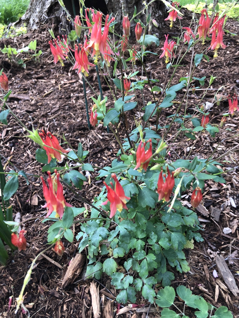 <p>Eastern red columbine</p>