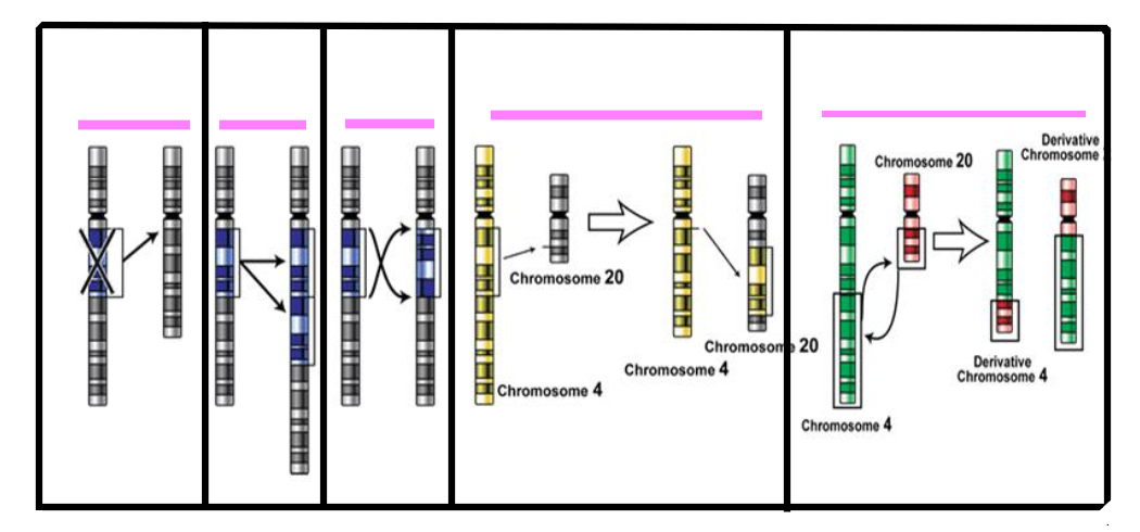 <p>deletion, duplication, inversion, insertion, translocation</p>