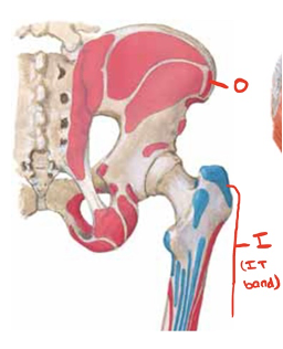 <p>What muscle forms attachments at these sites?</p>
