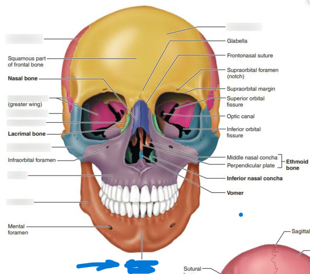 <p>What part of the mandible?</p>