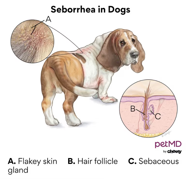 <p>Dry, scaly, greasy skin, pruritus, and ear infections</p>