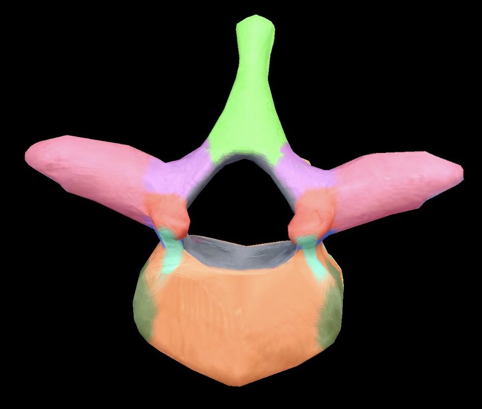 <p>what vertebrae is this?</p>