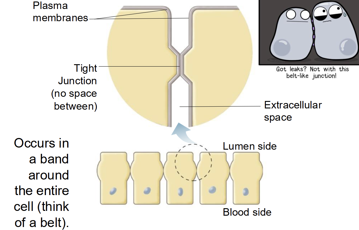<p><span style="background-color: transparent;"><span>no space in between adjacent cells, occurs in a band around the entire cell (think like a belt), found in most epithelial cells, prevents paracellular movement of substances</span></span></p>