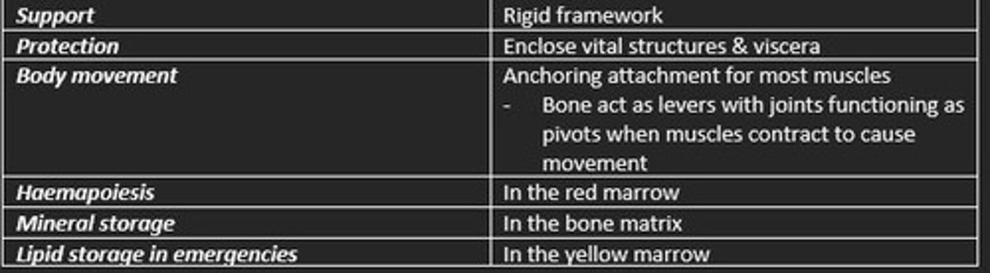 <p>1) Support = rigid framework </p><p>2) Protection = encloses vital structures (viscera)</p><p>3) Body movement = anchoring attachment for muscles (levers/pivot)</p><p>4) Haemapoiesis = in red marrow</p><p>5) Mineral storage = in bone matrix </p><p>6) Lipid storage in emergencies = in yellow marrow</p>