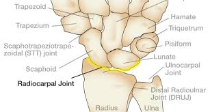 <p>Distal Radius + Scaphoid + Lunate</p><p></p><p>Condyloid</p><p></p><p>Flex, Extend, Abduct, Adduct</p>