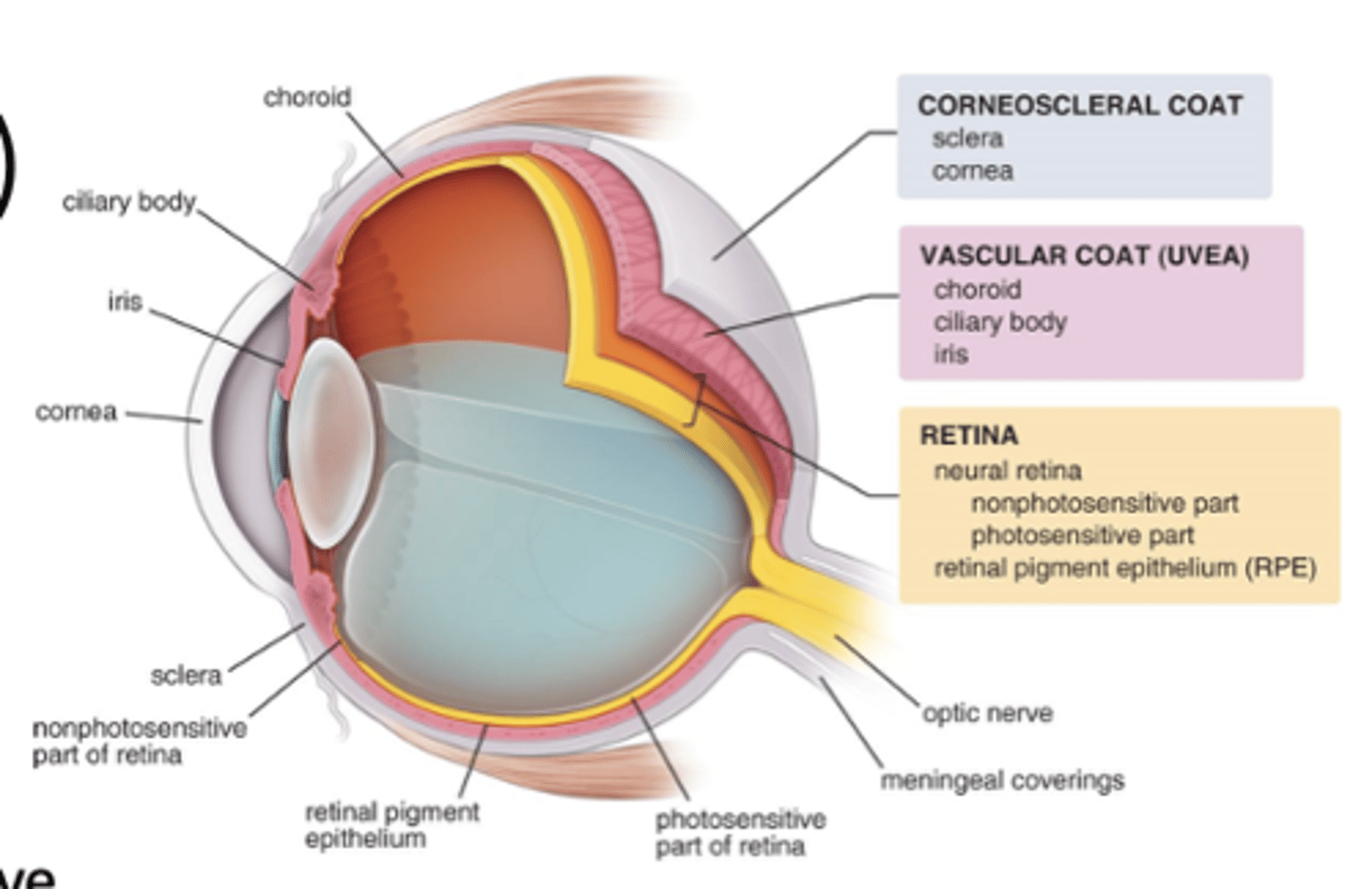 <p>What are the three parts of the uvea and where are they located?</p>