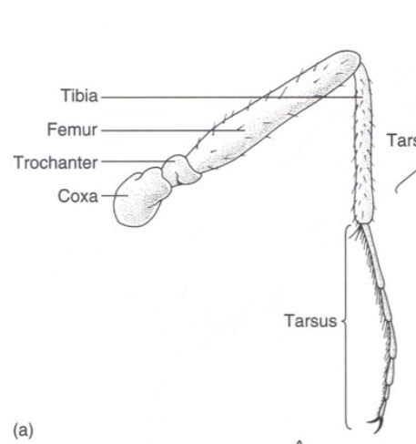 <p>What are Cursorial type legs used for?</p>