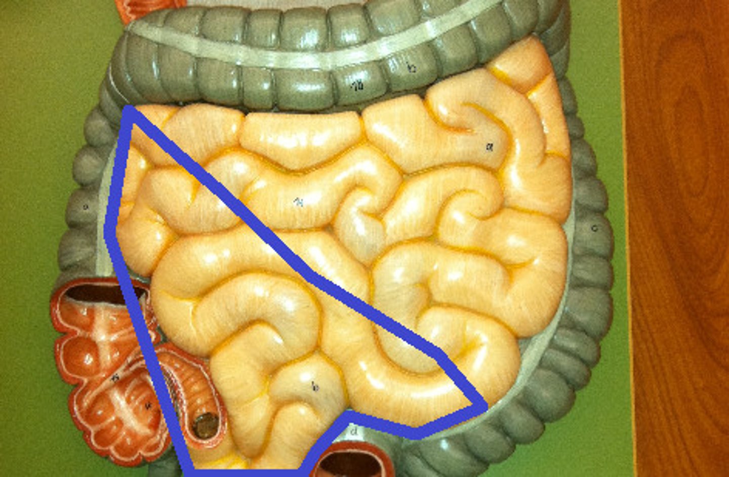<p>The final section of the small intestine, which connects to the large intestine.</p>