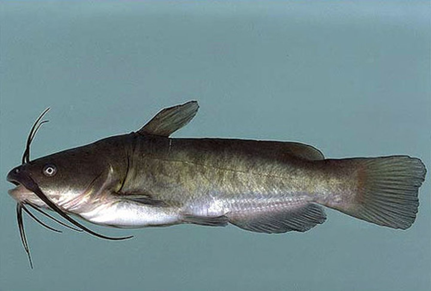 <p>dark brown mottled body with light underside, benthic feeder on mostly invertebrates, whiskers on chin. Habitat: lakes and ponds, prefers standing water</p>