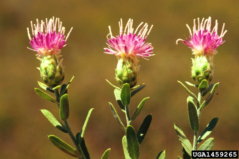 <p><span style="font-family: &quot;Calibri&quot;, sans-serif;"><strong>Asteraceae: </strong><em>Rhaponticum repens (Acroptilon repens)</em></span></p><p><span style="font-family: &quot;Calibri&quot;, sans-serif;">List B</span></p>