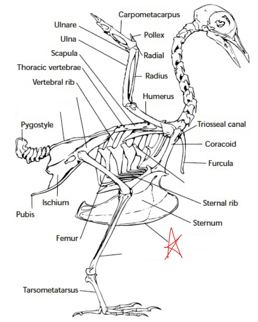 knowt flashcard image