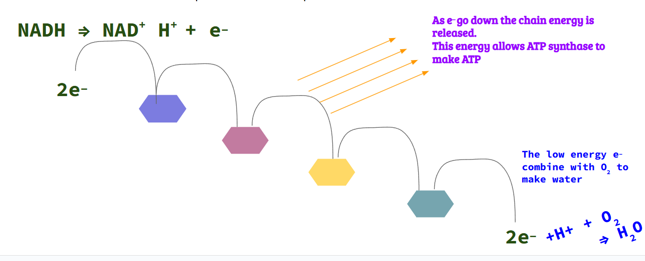 <ul><li><p>Third stage of aerobic respiration</p></li><li><p>Is a series of proteins</p></li><li><p>Uses reactant O2 which is not from Krebs cycle</p></li><li><p>Occurs in inner membrane of mitochondria</p></li><li><p>Uses electrons carried by NADH and FADH2 molecules from Krebs cycle</p></li><li><p>Produces ATP and water</p></li></ul><p><strong>NADH ⇒ NAD<sup>+</sup> H<sup>+ </sup>+ e<sup>_</sup></strong></p><ul><li><p>As the e- (electron) goes down the chain → energy released</p><ul><li><p>→ATP synthase (enzyme) makes ATP</p></li><li><p>Low energy electron @ the bottom of the chain combines w/ O2 and H+ to make water.</p></li></ul></li></ul><p></p>