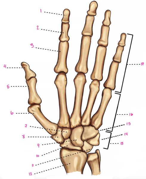 <p>17</p>