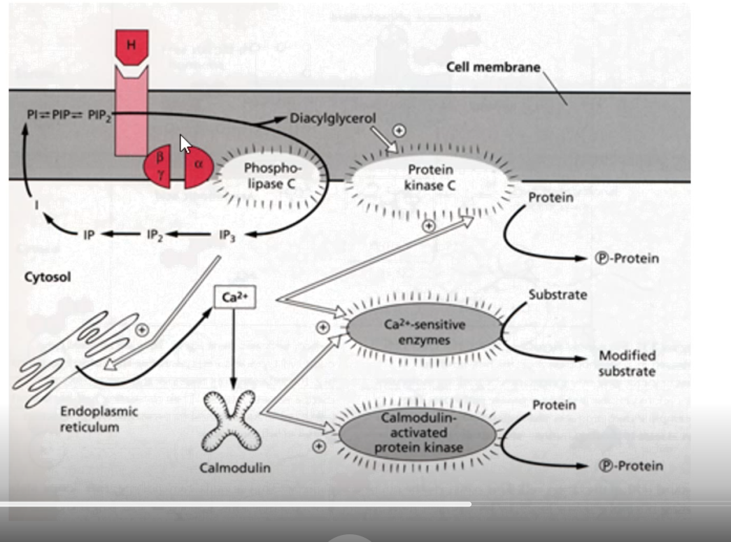 <p>end result = phosphorylated protein or modified substrate</p><ol><li><p>hormone binds, conformational change</p></li><li><p>alpha subunit released after binding to GTP</p></li><li><p>DAG as second messenger: activates protein kinase C that phosphorylates a protein</p></li><li><p>IP3 as a second messenger: works through phospholipase C, enables ER to release calcium stores into the cytoplasm</p><ol><li><p>cytoplasmic conc. of calcium increases</p></li><li><p>activate calcium-sensitive enzyme (Ca2+ sensitive enzyme) allowing for substrate to be modified to produce a modified substrate</p></li><li><p>calmodulin = calcium binding protein, sensitive to calcium, calmodulin-activated protein kinase cause protein to be phosphorylated</p></li></ol></li></ol><p></p>