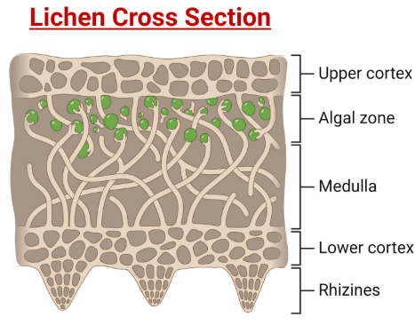 <ul><li><p>Symbiosis between <strong>fungus (structure)</strong> and <strong>alga or cyanobacterium (photosynthesis)</strong>.</p></li><li><p>Important colonizers of bare rock and nutrient-poor environments.</p></li></ul><p></p>
