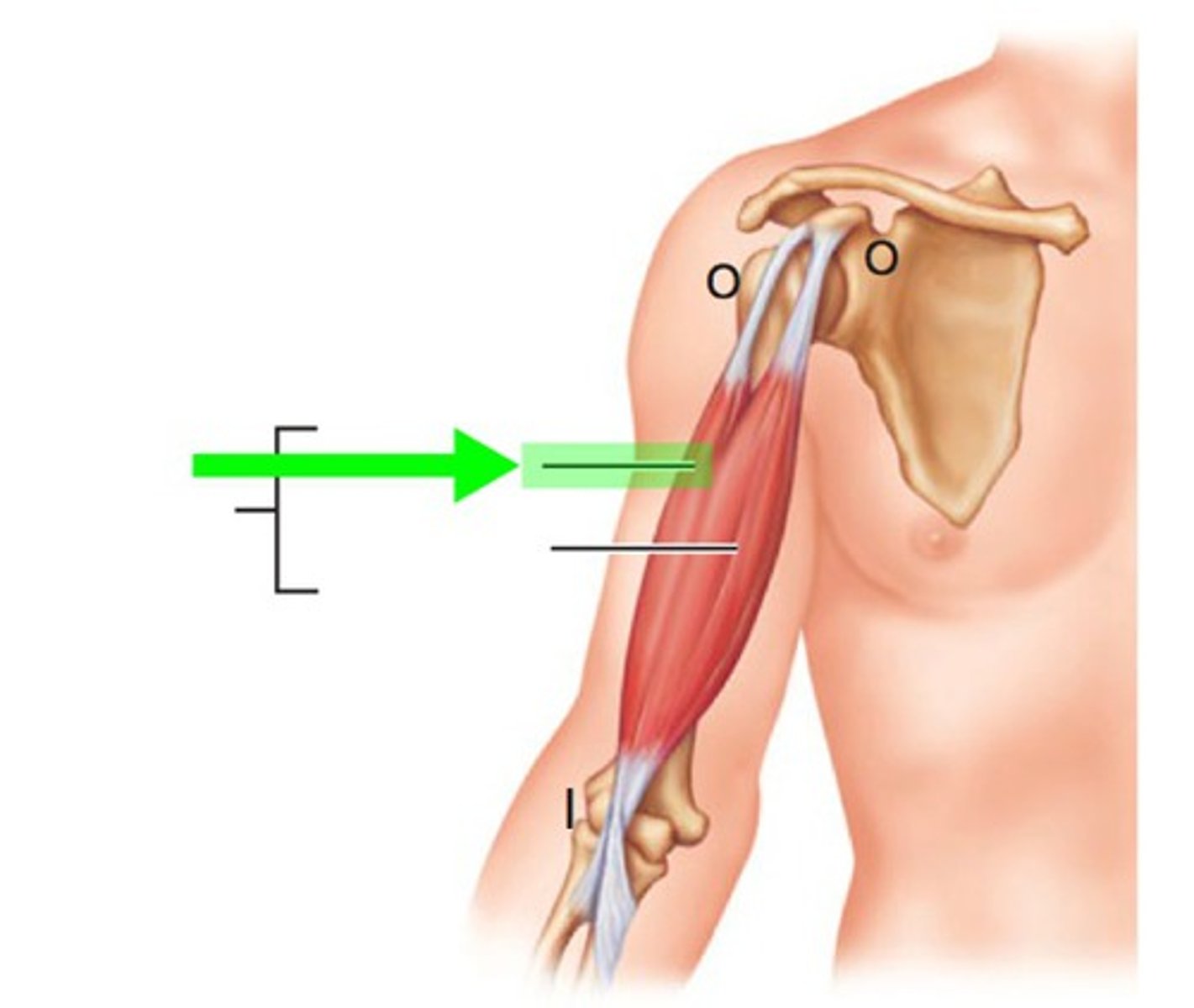<p>Flexion at elbow and shoulder supination</p>