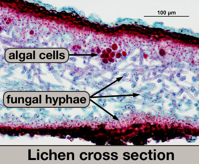 <p>The photobiont gets protection, and the fungus gets carbon and nitrogen.</p>