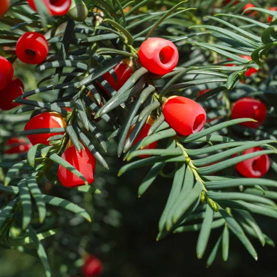 <p>Taxus baccata</p>