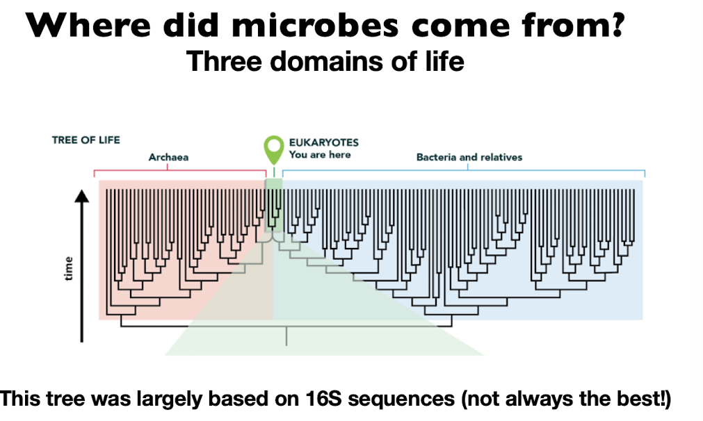 <p>Archaea, Eukaryotes, Bacteria and relatives</p>
