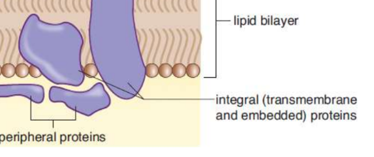 <p>are associated with only the interior (cytoplasmic) or exterior (extracellular) surface of the cell membrane</p>
