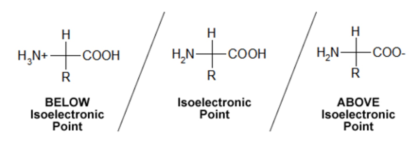<p>Specific pH of solution where the protein's net charge is zero.</p>